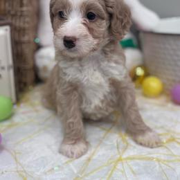 Willow - Brown and white female Bernedoodle puppy in Jacksonville, Florida from Star of the Sea Doodles