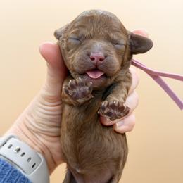 Lavender - Red female Australian Labradoodle puppy in Sacramento, California from Adorable Labradoodle
