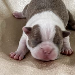 Girl 1 - Red female Boston Terrier puppy in Coopertown, Tennessee from Toon’s Boston Terriers