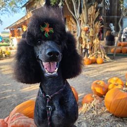 Poodles from Majestic Poodles