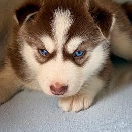 Axel - Red and white male Siberian Husky puppy in Grant City, Missouri from Timberline Paws