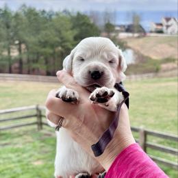 Mr. Grey - Light golden male Golden Retriever puppy in Jasper, Tennessee from Suncoast Goldens