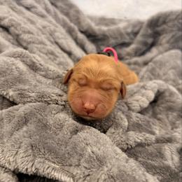 Hot pink - Golden female Golden Retriever puppy in Salt Lake City, Utah from Soaring golden retrievers