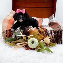 Tia - Black female Cavapoo puppy in North Carolina from NC Doodle Puppies