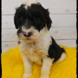 Bacon - Black and white female Sheepadoodle puppy in Farley, Iowa from Iowa's Doodle Co.