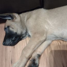 Belgian Malinois and Dutch Shepherds from Tara's Dogs