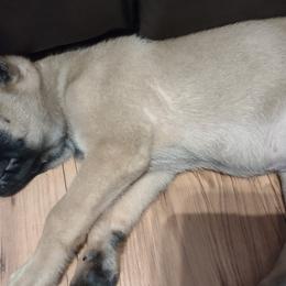 Belgian Malinois and Dutch Shepherds from Tara's Dogs
