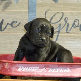 Titan - Black Cane Corso puppy in Lakewood, Colorado from Rosso Räk Kennels