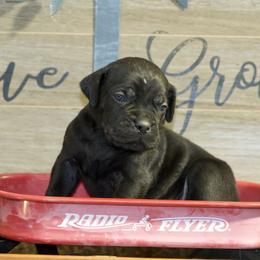Titan - Black Cane Corso puppy in Lakewood, Colorado from Rosso Räk Kennels