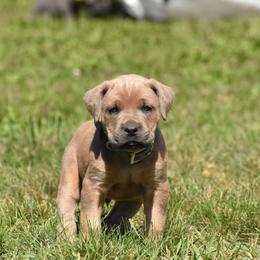 Cane Corso Puppies from Willow Creek Cane Corsos
