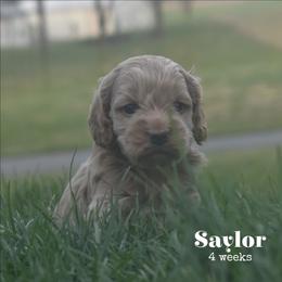 Saylor - Cream male Cockapoo puppy in Myerstown, Pennsylvania from The Cocker Cingdom