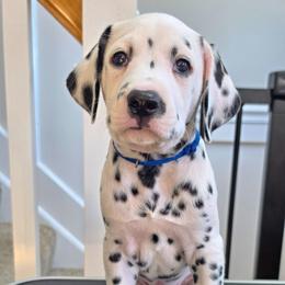 Dalmatian Puppies from Spotted Theory