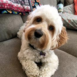 Fiona - Australian Labradoodle