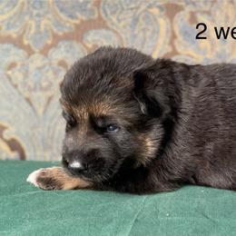 Green collar boy - Black and red male German Shepherd puppy in Coleta, Illinois from Four Leaf Farm- Vom Vierblättriges Bauernhof