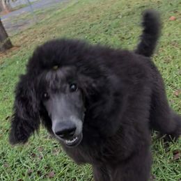 Jake - Blue Poodle puppy in Klamath Falls, Oregon from BrioPanache Poodles