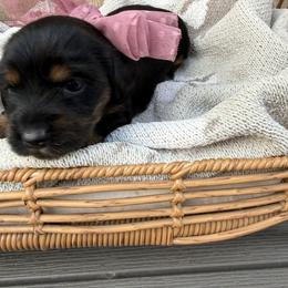 Longhair black and tan female - Black and tan female Dachshund puppy in Manteca, California from Sweet and Low Dachshunds