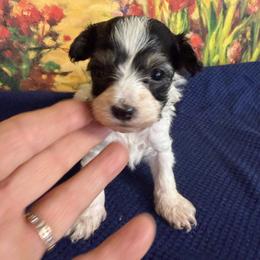Mason - Parti male Maltipoo puppy in Lawrenceburg, Tennessee from LUV Poodles and Maltipoos