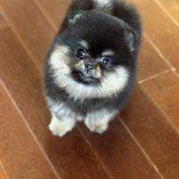 Sabrina - Black and tan female Pomeranian puppy in Kilgore, Texas from 5 Star Poms