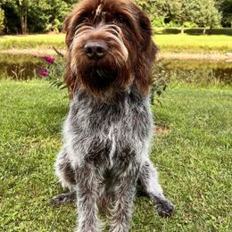 Wirehaired Pointing Griffons from Lost Creek Griffons