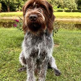 Wirehaired Pointing Griffons from Lost Creek Griffons
