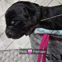 Pink - Black and red female German Shepherd puppy in Tony, Wisconsin from Muddy Acres German Shepherds