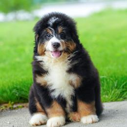 Mack (socialization program student) - Tri-color male Bernedoodle puppy in Dundee, Ohio from Down Home Doodle