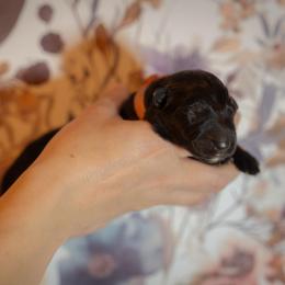 Obsidian - Black female German Shepherd puppy in Windsor, South Carolina from Sinister Shepherds