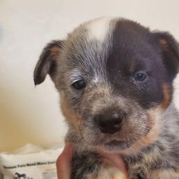 Half mask - Blue mottled male Australian Cattle Dog puppy in Lenoir, North Carolina from Blue Coyote Ranch