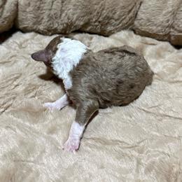 Boy 6 - Red merle male Aussiedoodle puppy in Golden, Mississippi from Two Creeks Farm Poodles & Doodles