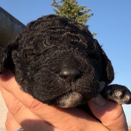 Matilda - Black and white female Saint Berdoodle puppy in Beach, North Dakota from Badland St. Berdoodles LLC