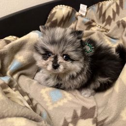 Merle Boy - Blue merle male Pomeranian puppy in Tyler, Texas from Aukland’s Poms