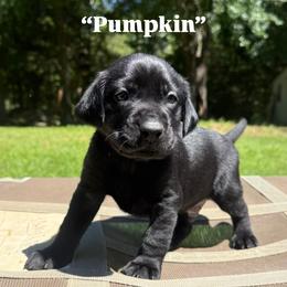 Pumpkin - Black male Labrador Retriever puppy in Abbeville, South Carolina from Long Cane Retrievers LLC