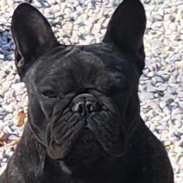 Monique - French Bulldog