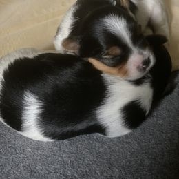 Biewer Terrier Puppies from Coastal Maine Biewer Terriers