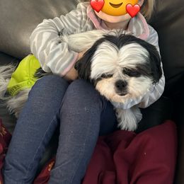Padmae - Shih Tzu