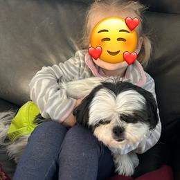 Padmae - Shih Tzu