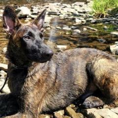 Belgian Malinois from Creek Corners