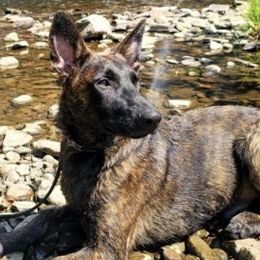 Belgian Malinois from Creek Corners