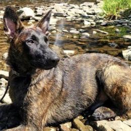 Belgian Malinois from Creek Corners