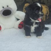 Shichon Puppies from Reynolds family