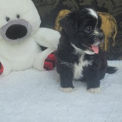 Shichon Puppies from Reynolds family