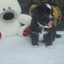 Shichon Puppies from Reynolds family