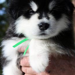 Alaskan Malamute Puppies from Snowlion Alaskan Malamutes