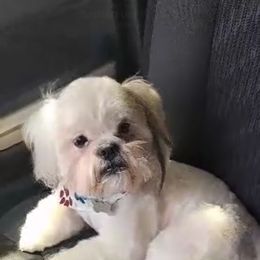 Shih Tzu and Yorkshire Terrier Puppies from Crystal j’s shihtzus