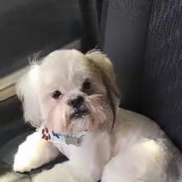 Shih Tzu and Yorkshire Terrier Puppies from Crystal j’s shihtzus