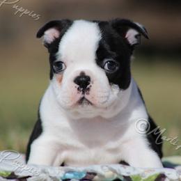 AKC 'Barkley' - Black and white male Boston Terrier puppy in Lamar, Missouri from Marti Acres ~ Boston Terrier & Beagles