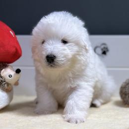 Skye - White female Maremma Sheepdog puppy in Conway, Missouri from 2J 2K Border Collies | Maremma Sheepdogs