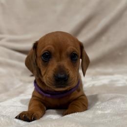 Dory - Dapple female Dachshund puppy in Aubrey, Texas from Mims Mini Dachshunds