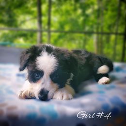Girl 4 - Black and white female Cardigan Welsh Corgi puppy in Natchitoches. La, Louisiana from Bleu Bayou Corgis