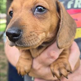 Stevie- Pink plus Burgundy - Red female Dachshund puppy in Frankfort, Kentucky from Gigi's Dachshunds